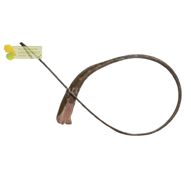 Ekor Parie Kering Ikan Pari Kering Ikan Pari Buntut Ikan Pari Ekor