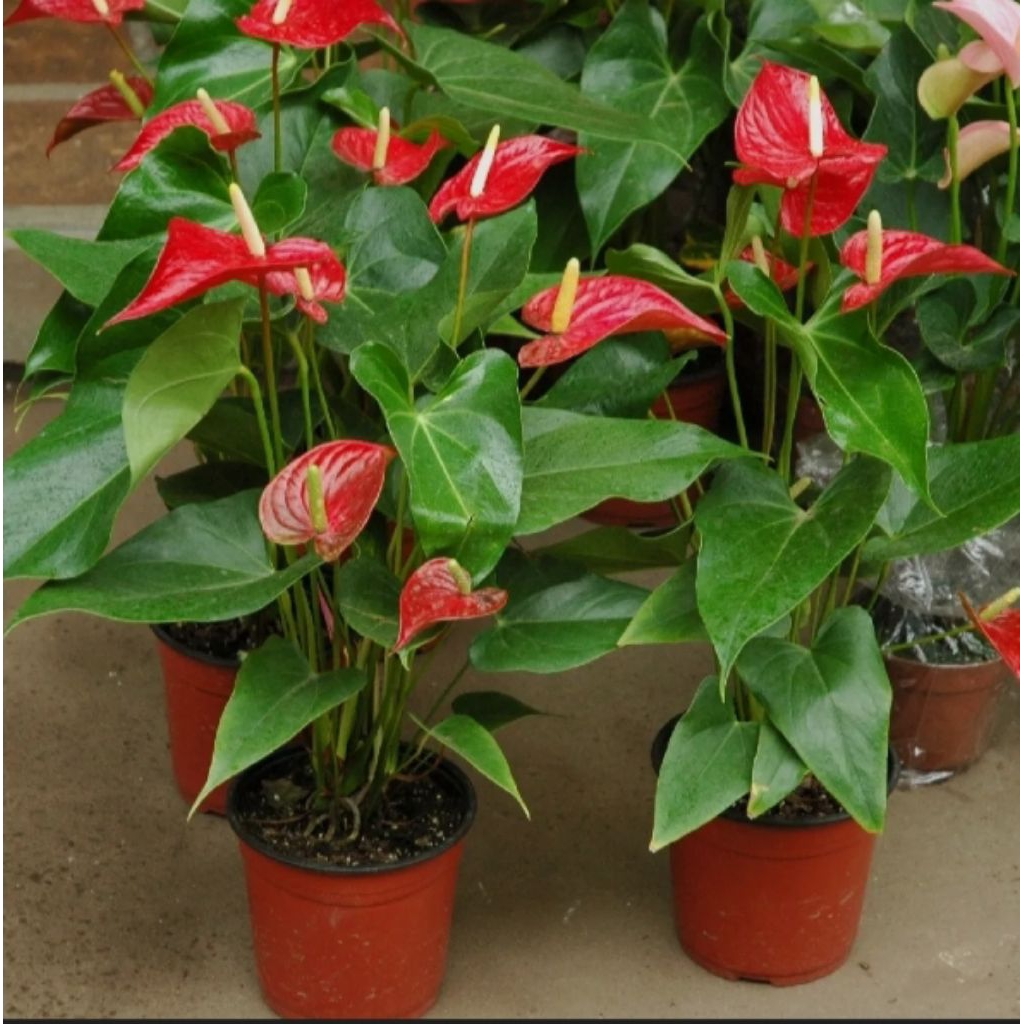 Pohon Anthurium Mickey Mouse // Tanaman Hias Anthurium Mickey Mouse.
