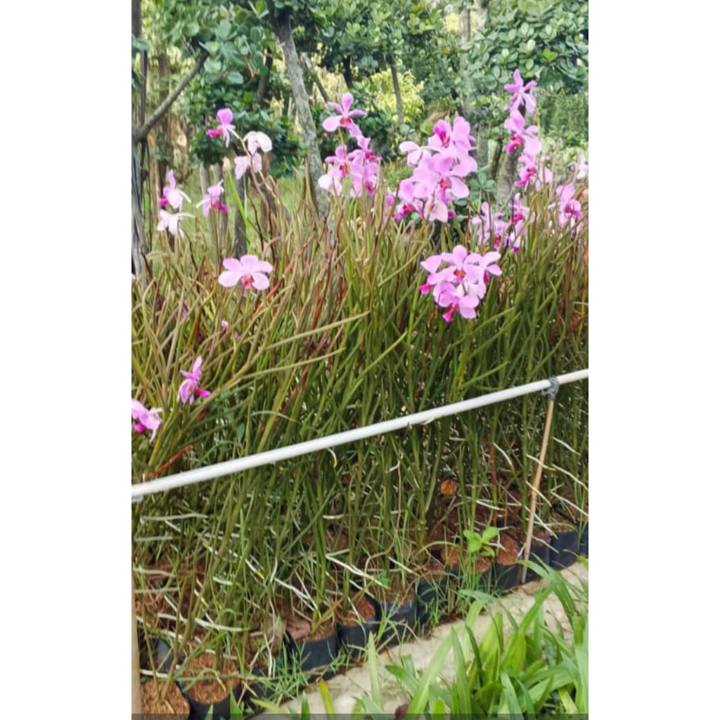 Anggrek Vanda douglas|Bunga anggrek Vanda douglas| Tanaman hias anggrek Vanda douglas