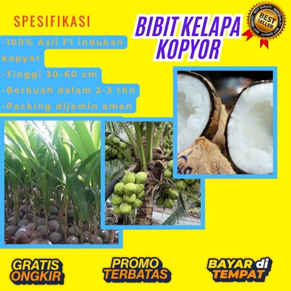 KUALITAS UNGGULAN  Bibit Kelapa Kopyor Madu, Bibit Kelapa Kopyor Super, Bibit Kelapa Kopyor Terdekat