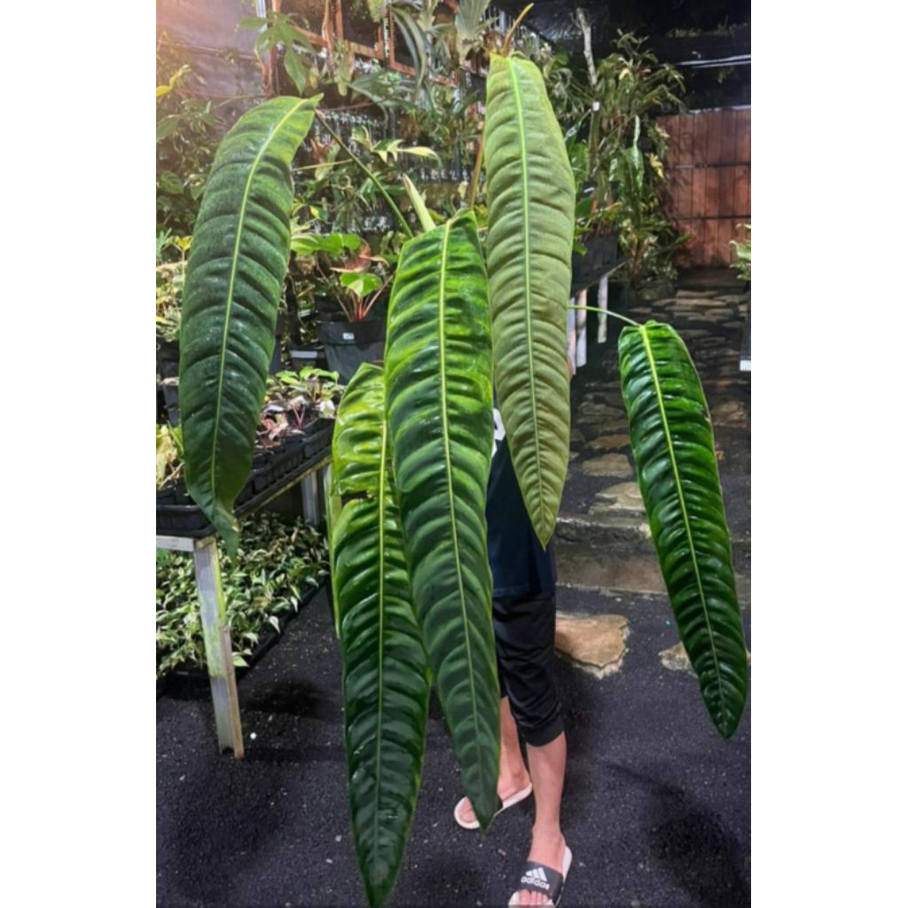 philodendron patriciae jumbo