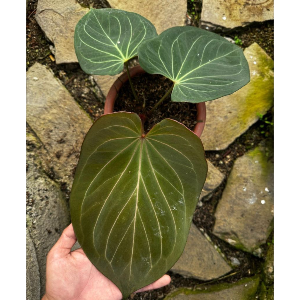 anthurium HU