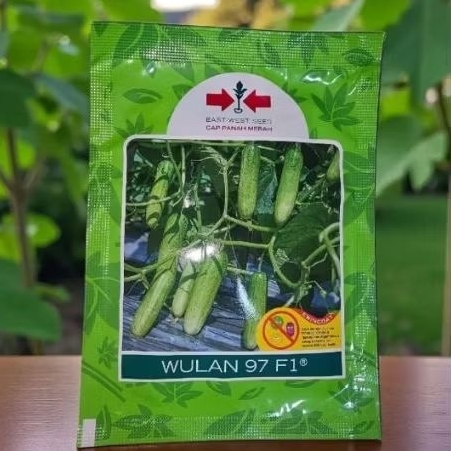 benih mentimun WULAN 97 F1 isi 800 butir