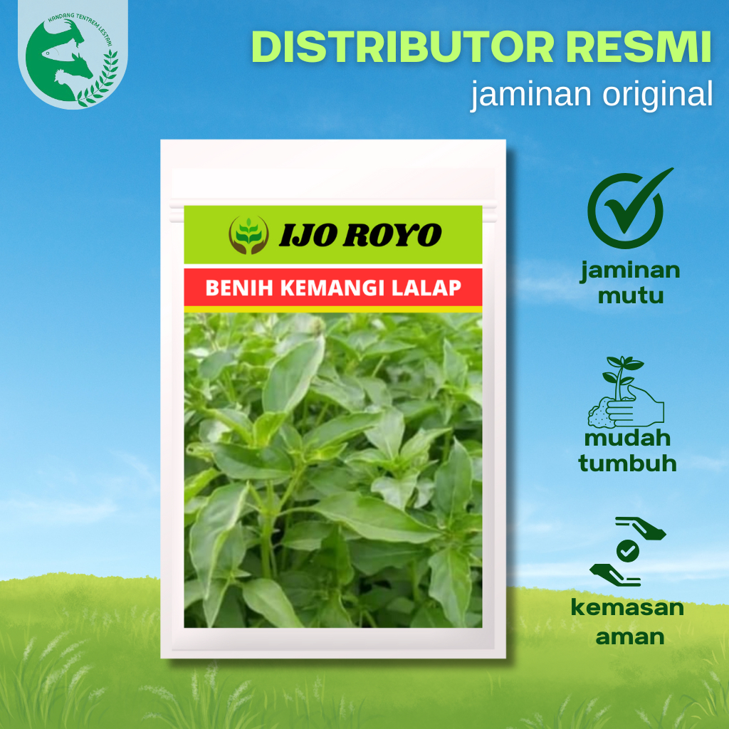 Benih Kemangi Lalap 20 gram Ribuan Biji Ijo Royo Unggul Percabangan Banyak Lambat Berbunga