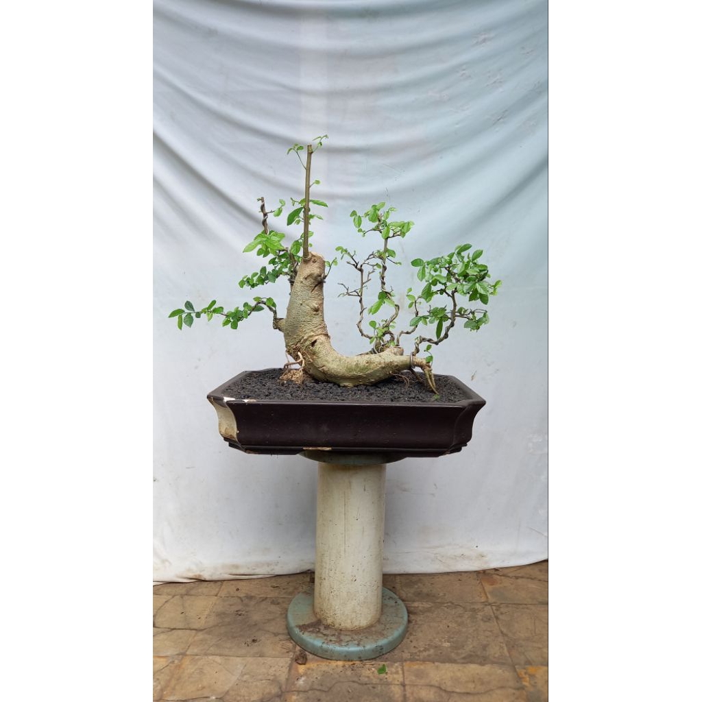 BONSAI POHON SERUT/STREBLUS ASPER/RAFT