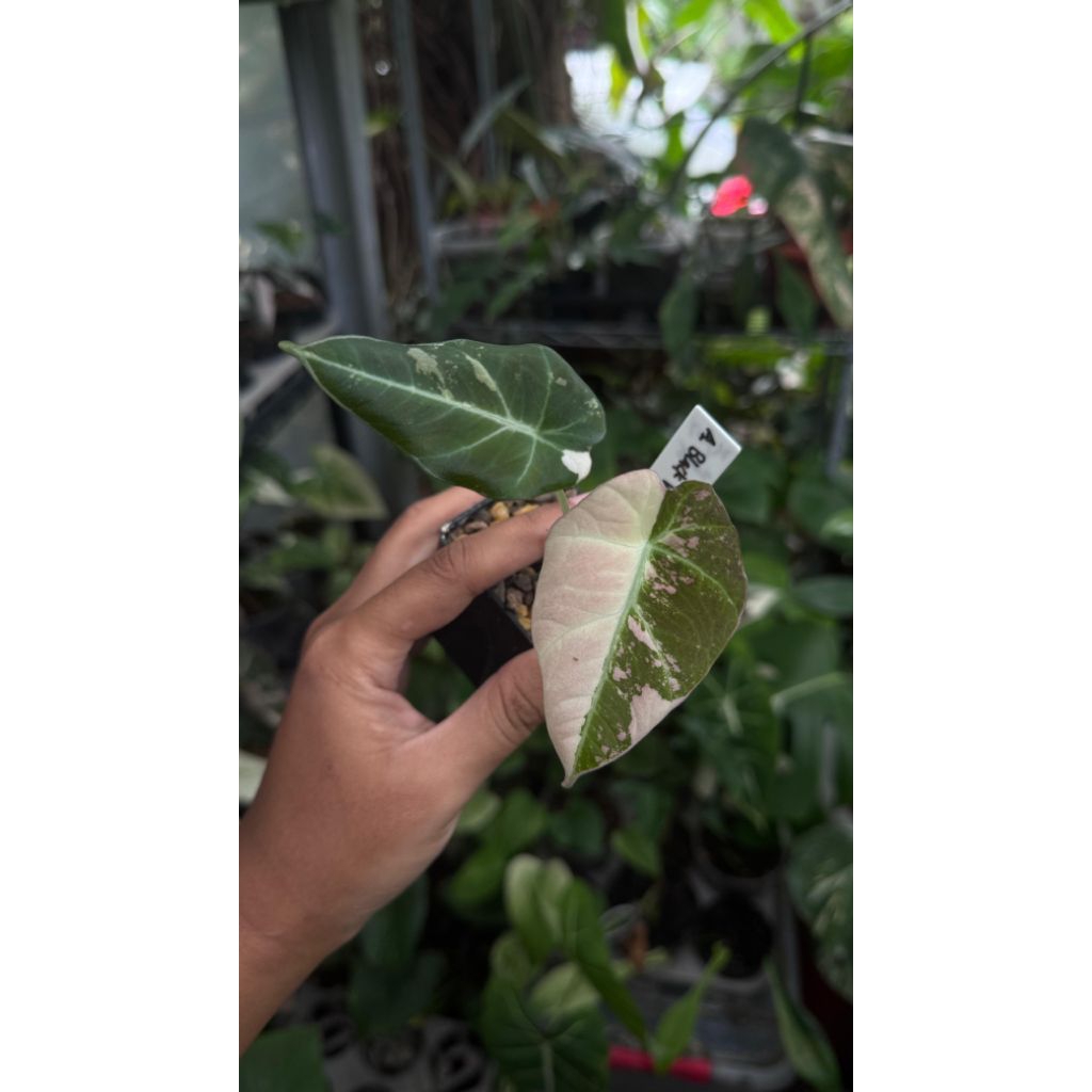 alocasia black velvet varigata