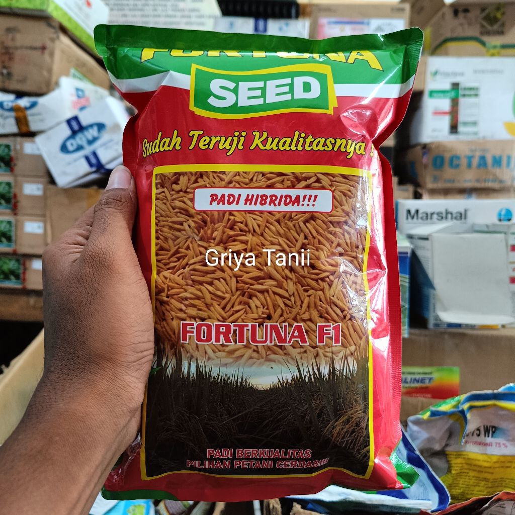 Benih Padi Hibrida Fortuna F1 1Kg Padi Fortuna Seed Tahan Rebah Potensi Tinggi