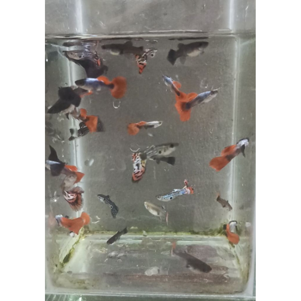 BELI 4 GRATIS 1  Guppy cendolan/Rijekan untuk ikan hiasan aquarium, aquascape dll