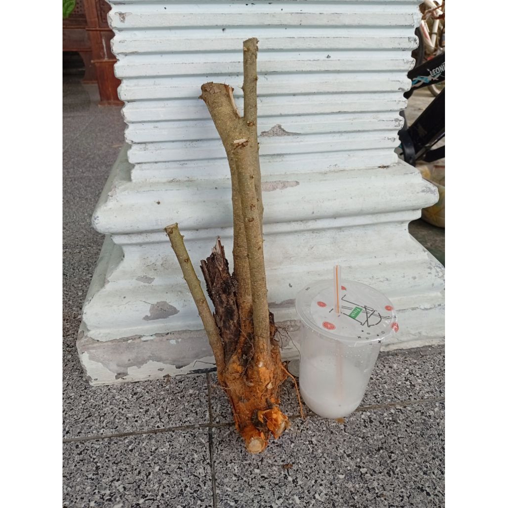 sisirkaliage dongkelan akar batang sisir bahan bonsai