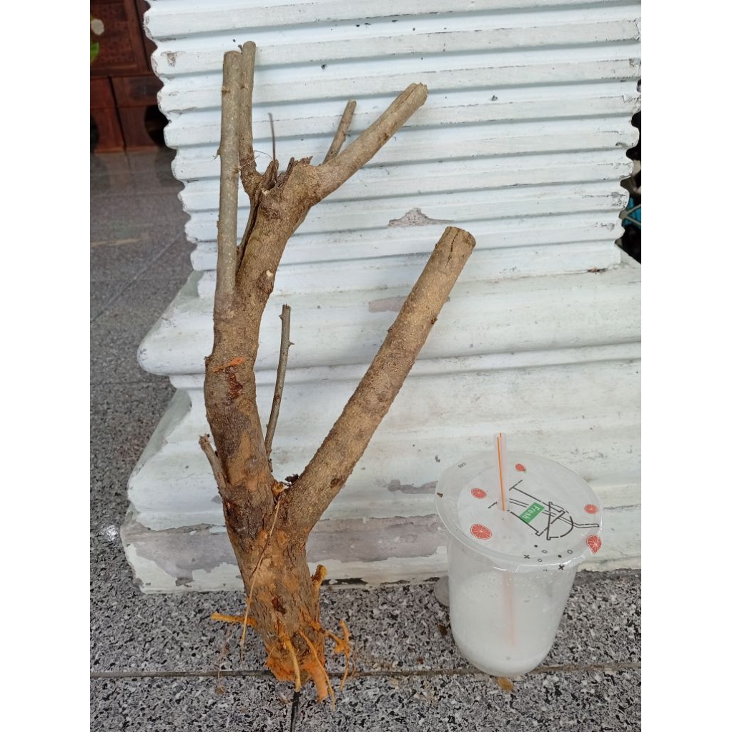 sisirkaliage dongkelan akar batang sisir bahan bonsai