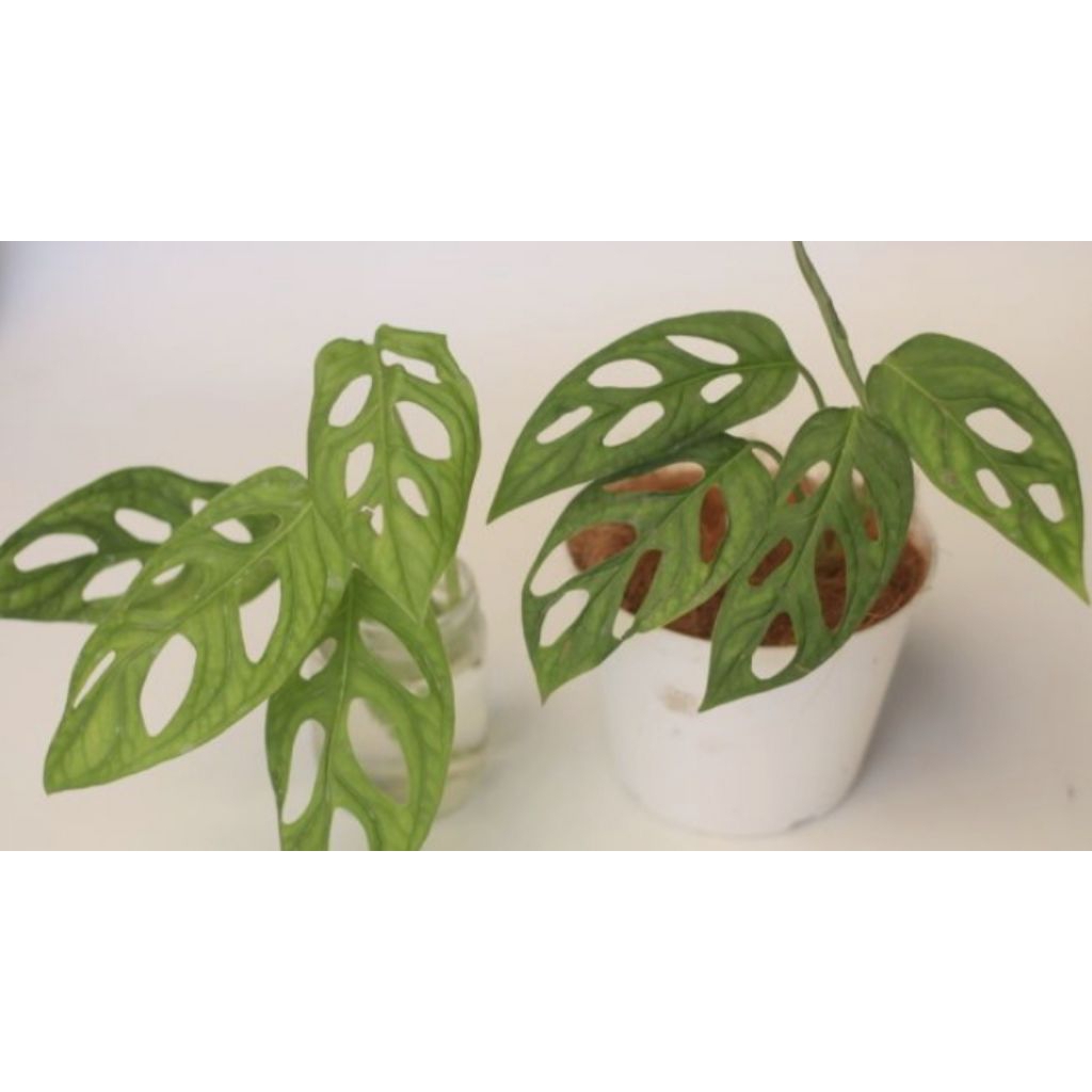 Tanaman Monstera Janda Bolong - Tanaman Hias Monstera Adansonii Janda Bolong.