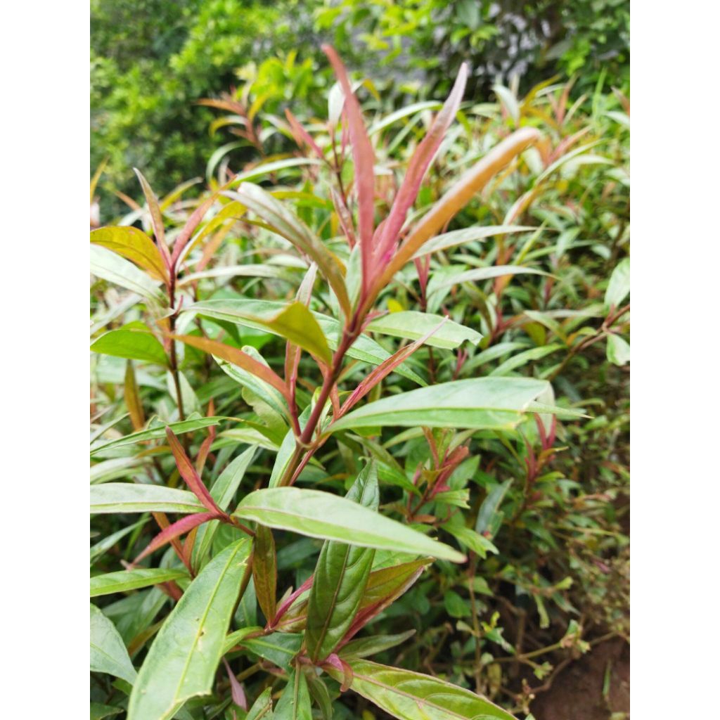 Daun Prasman Segar/Daun Gandarusa 250gram