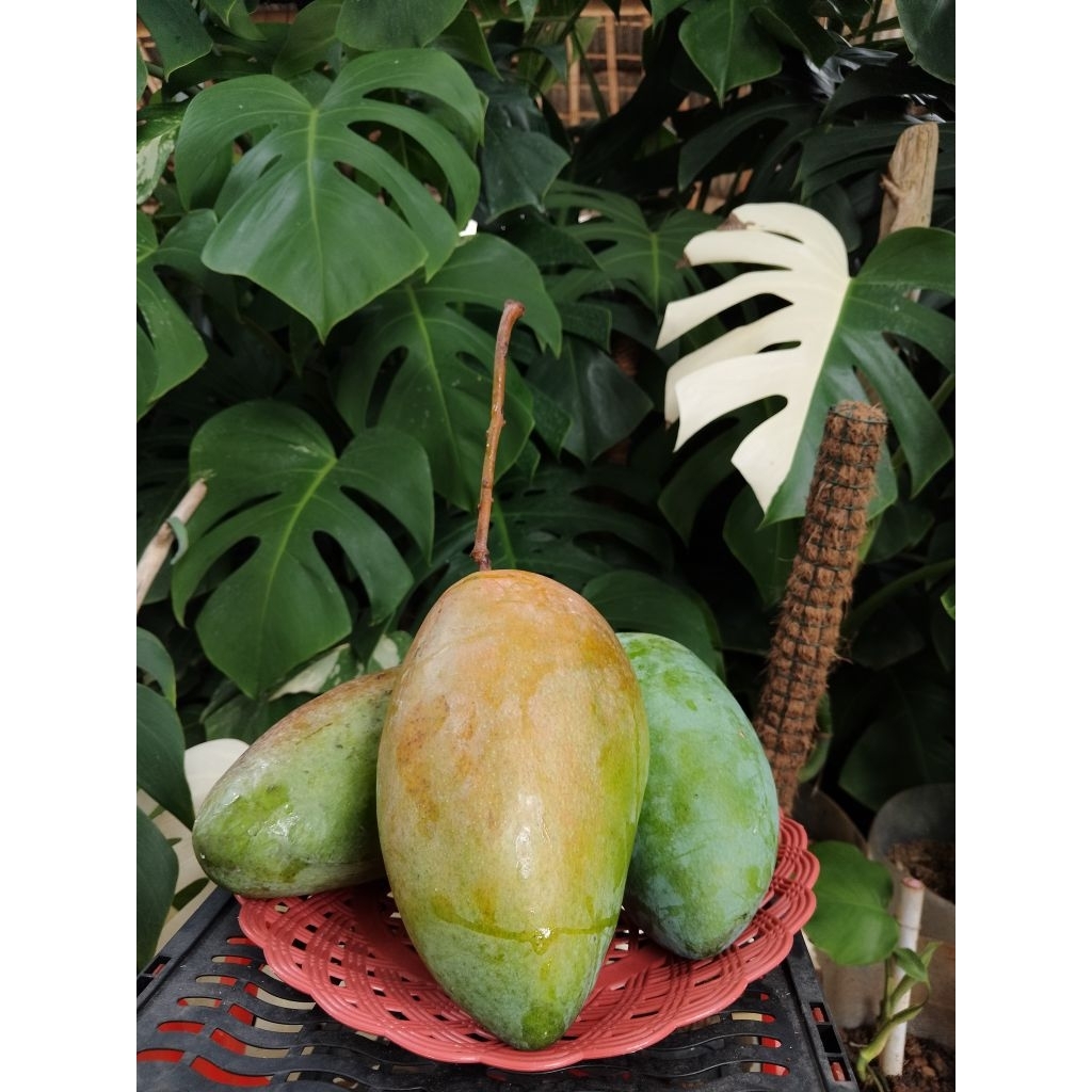 Mangga Kiojay Thailand