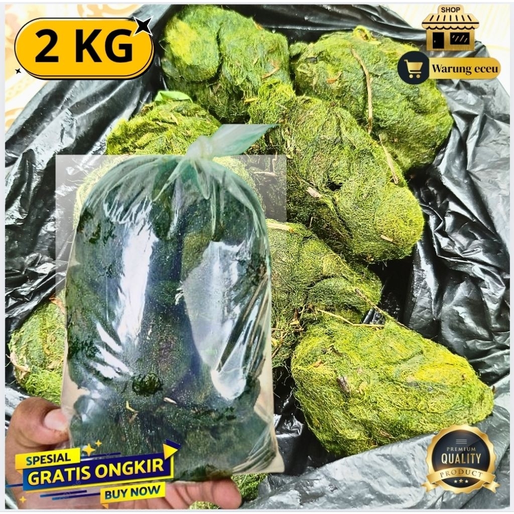 Lumut Batu Segar 2 KG kuat 1 Minggu Umpan Mancing Nila/Mujair Paling Jitu