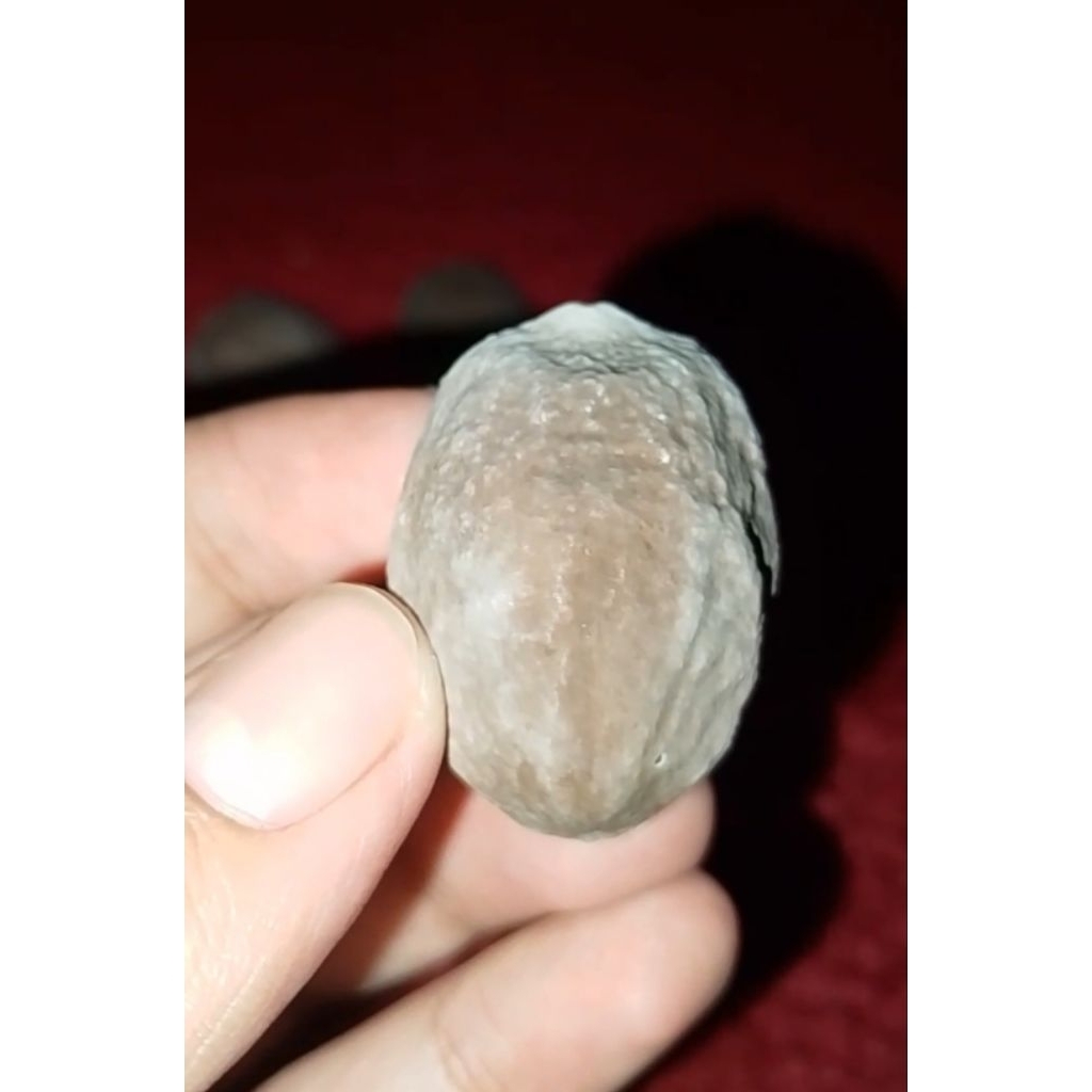 Muncang adu Jayanti anak 4g, anak pait & mayit