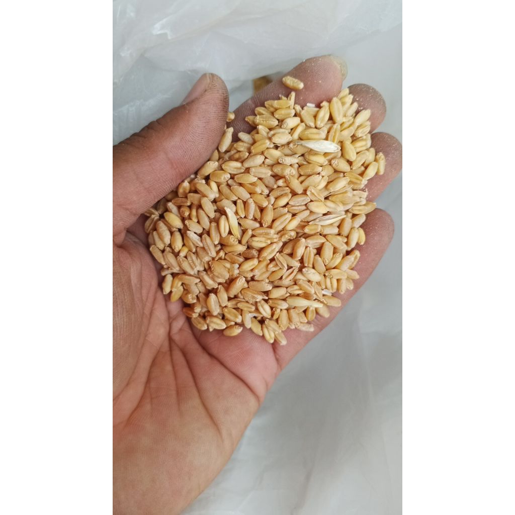 Gandum utuh Biji Gandum utuh 1 sak instan kurir