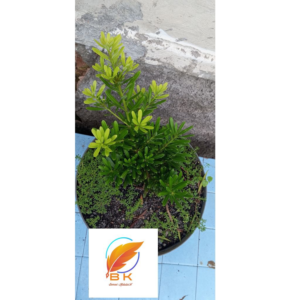 Podocarpus lohansung mawar micro