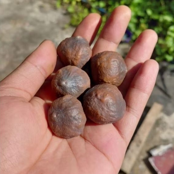 muncang adu jalim si golsom