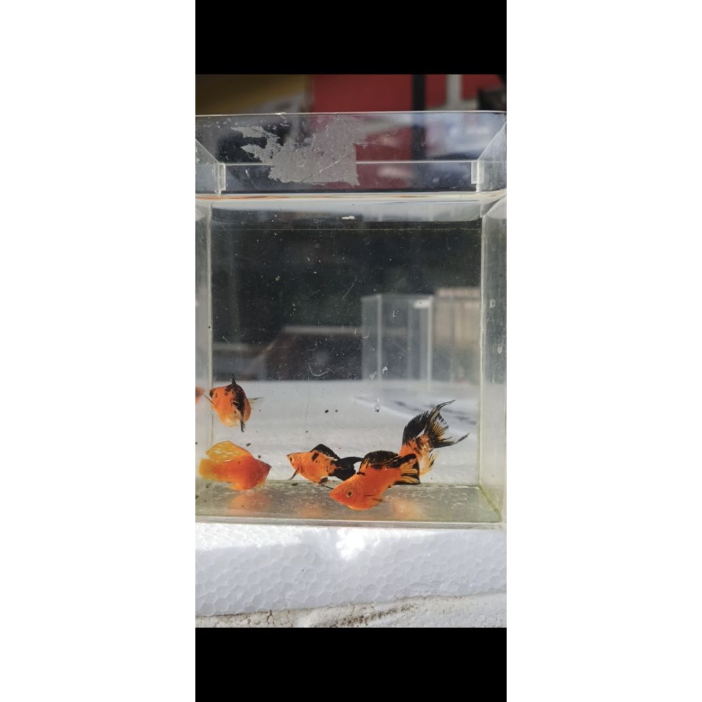 Hiasan Aquarium Molly Sunkist black Lyretail