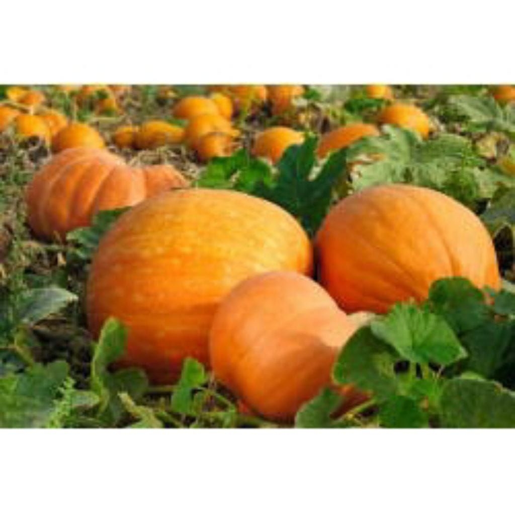 BENIH LABU KUNING MELON SUPER 50BIJI+