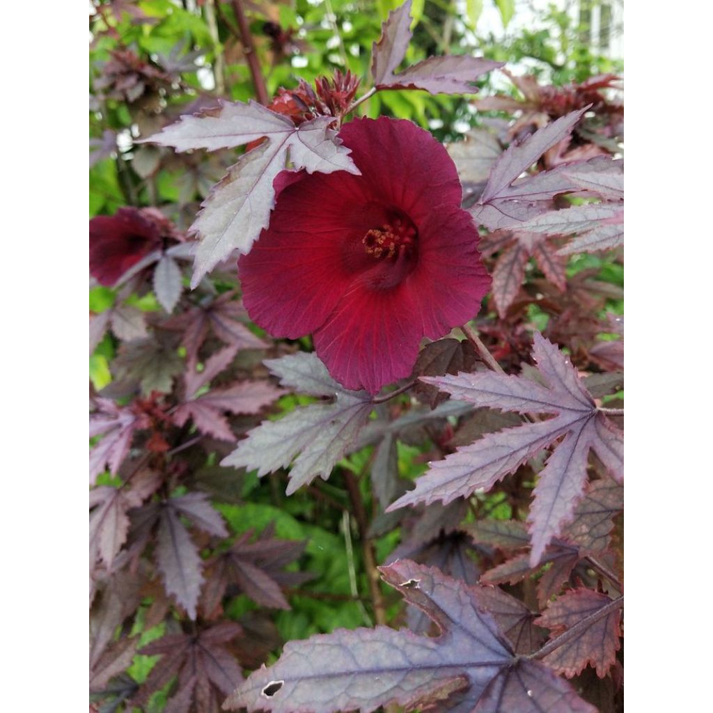 PROMO BELI 2 GRATIS 1 | Bibit Tanaman HIAS ( Red PANAMA / JAVANESE Red Maple ) .Pohon sangat cantik 