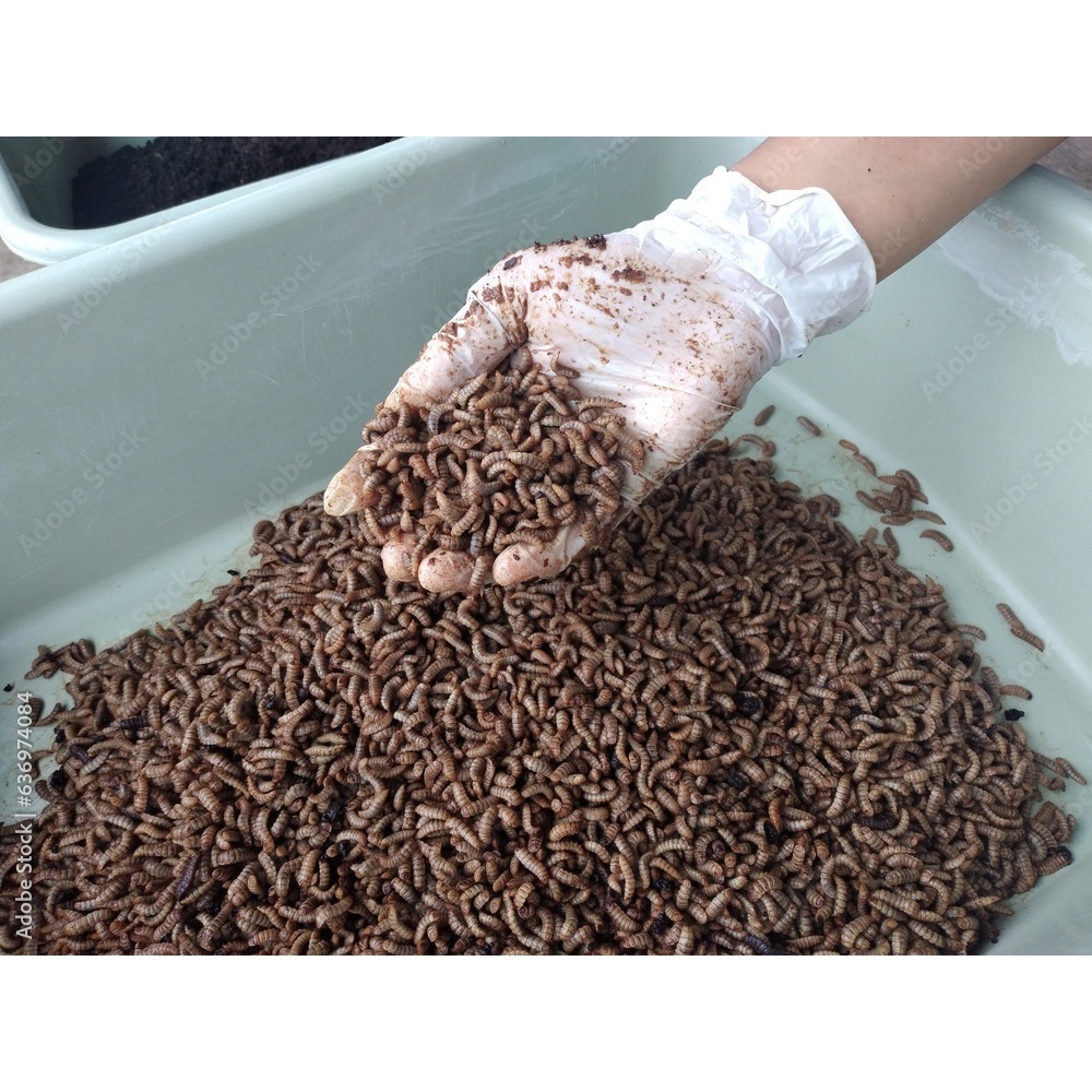 Maggot BSF (Black Sholdier Fly) hidup