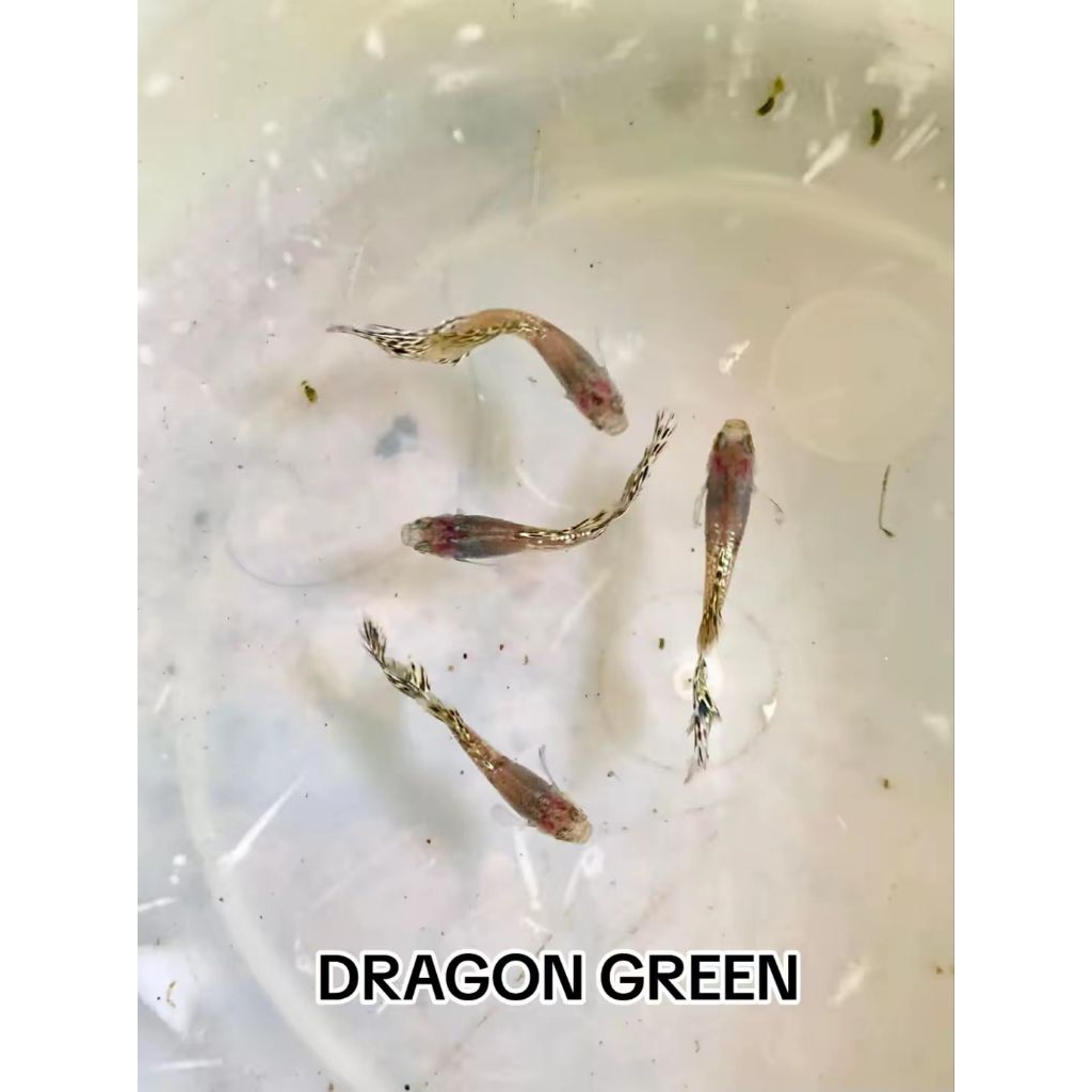 GUPPY DRAGON COBRA GREEN