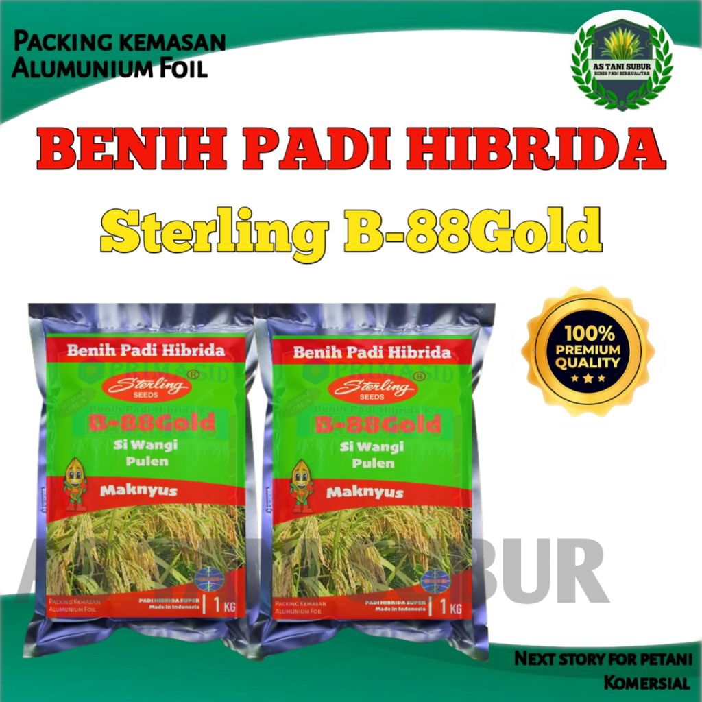 (1KG) BENIH PADI HIBRIDA STERLING B-88GOLD