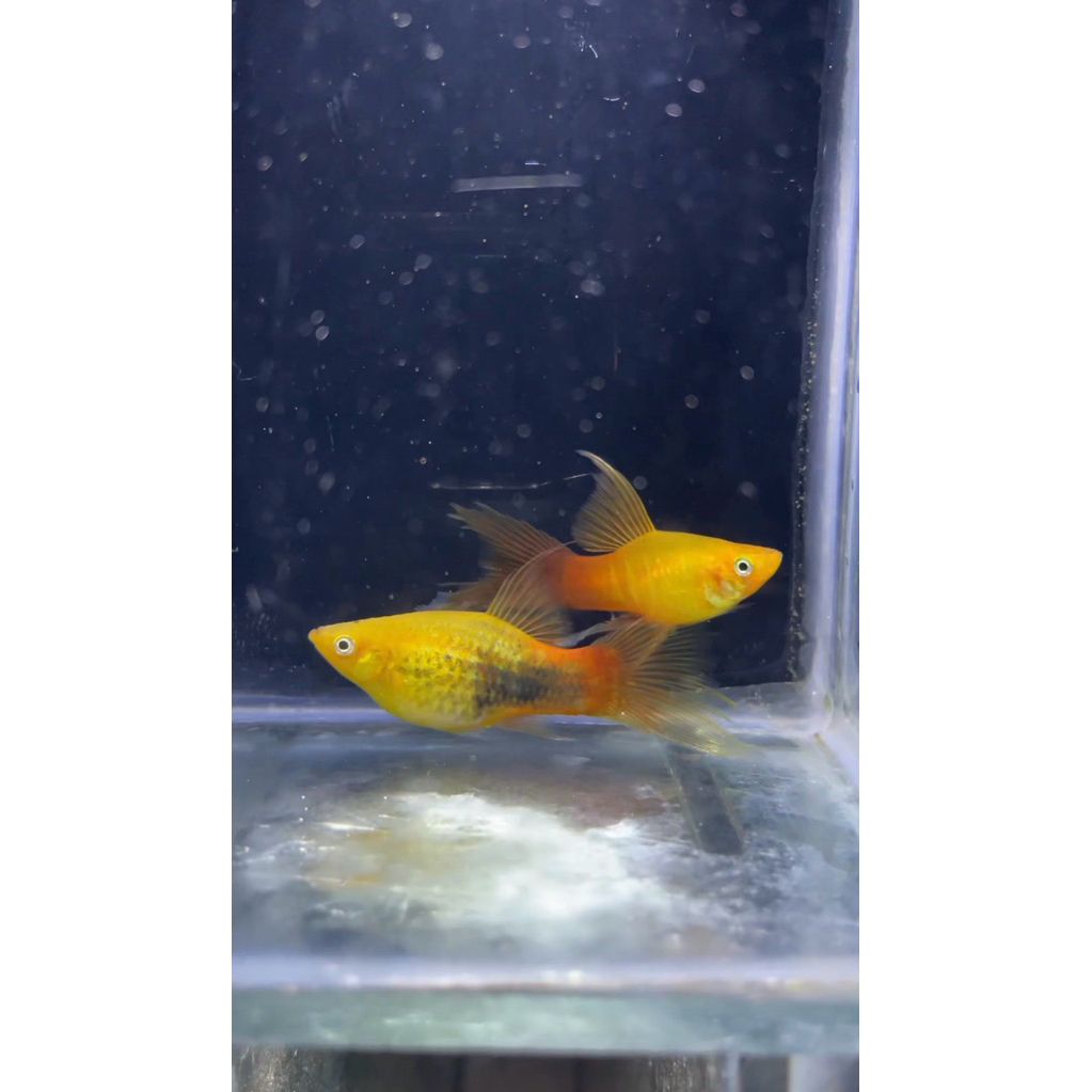 Platy hawai/cendrawasih induk