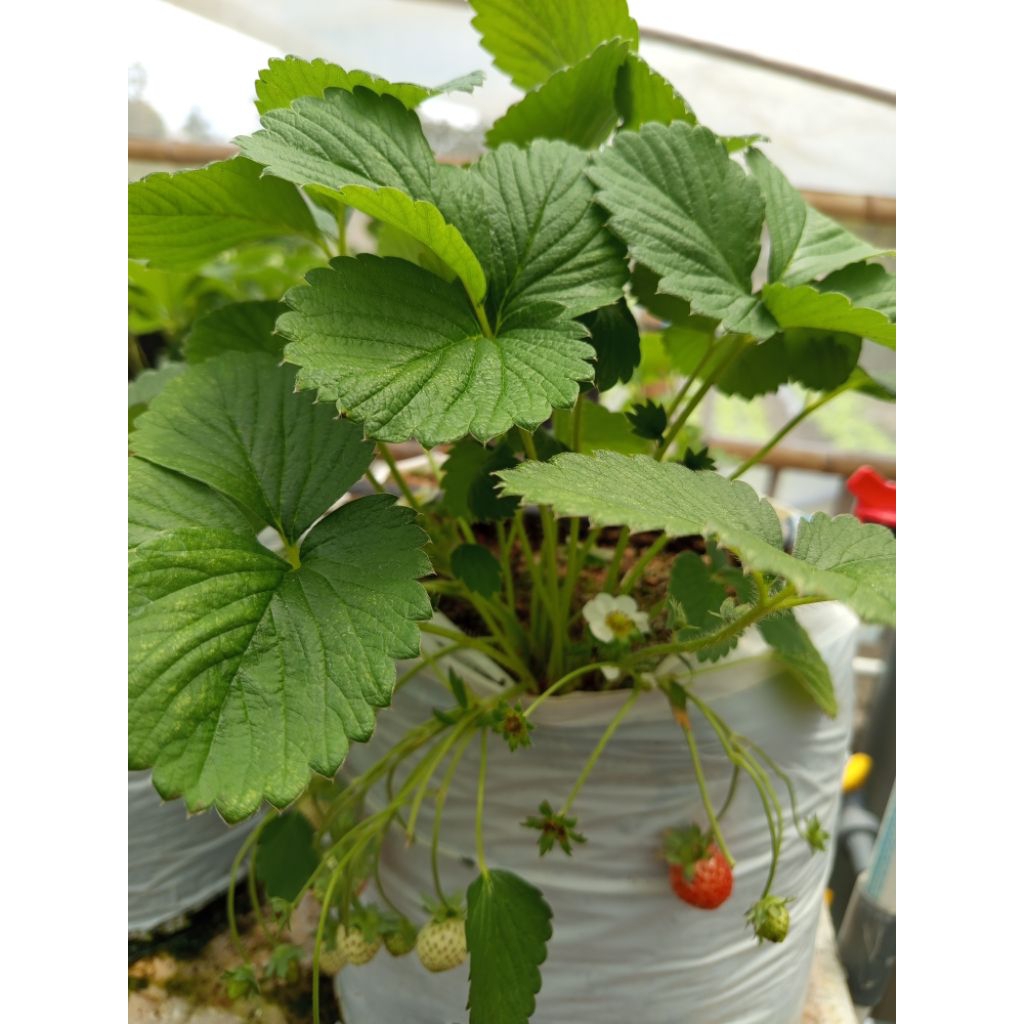 Bibit stroberi sagahonoka