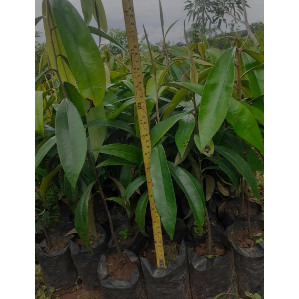 Bibit Tanaman Kayu Ebony/Kayu Eboni/Black Ebony - Kualitas Unggulan - Harga Murah