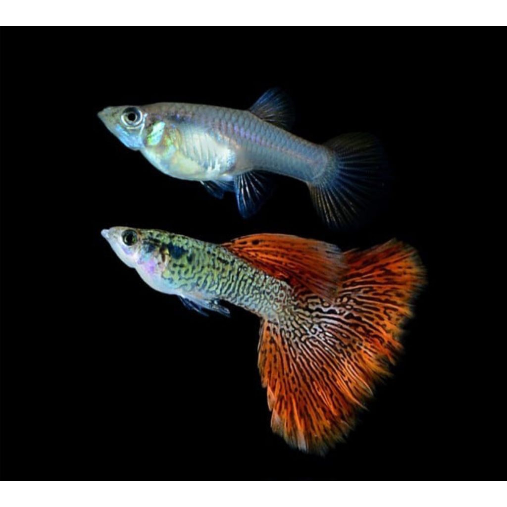 Guppy galaxy red medusa