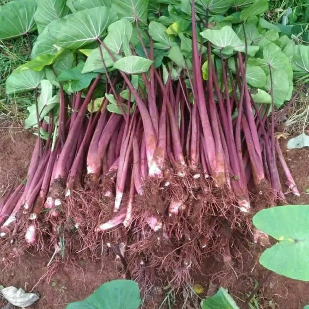 Bibit talas pratama 1, talas bogor, bibit unggul isi 20 batang