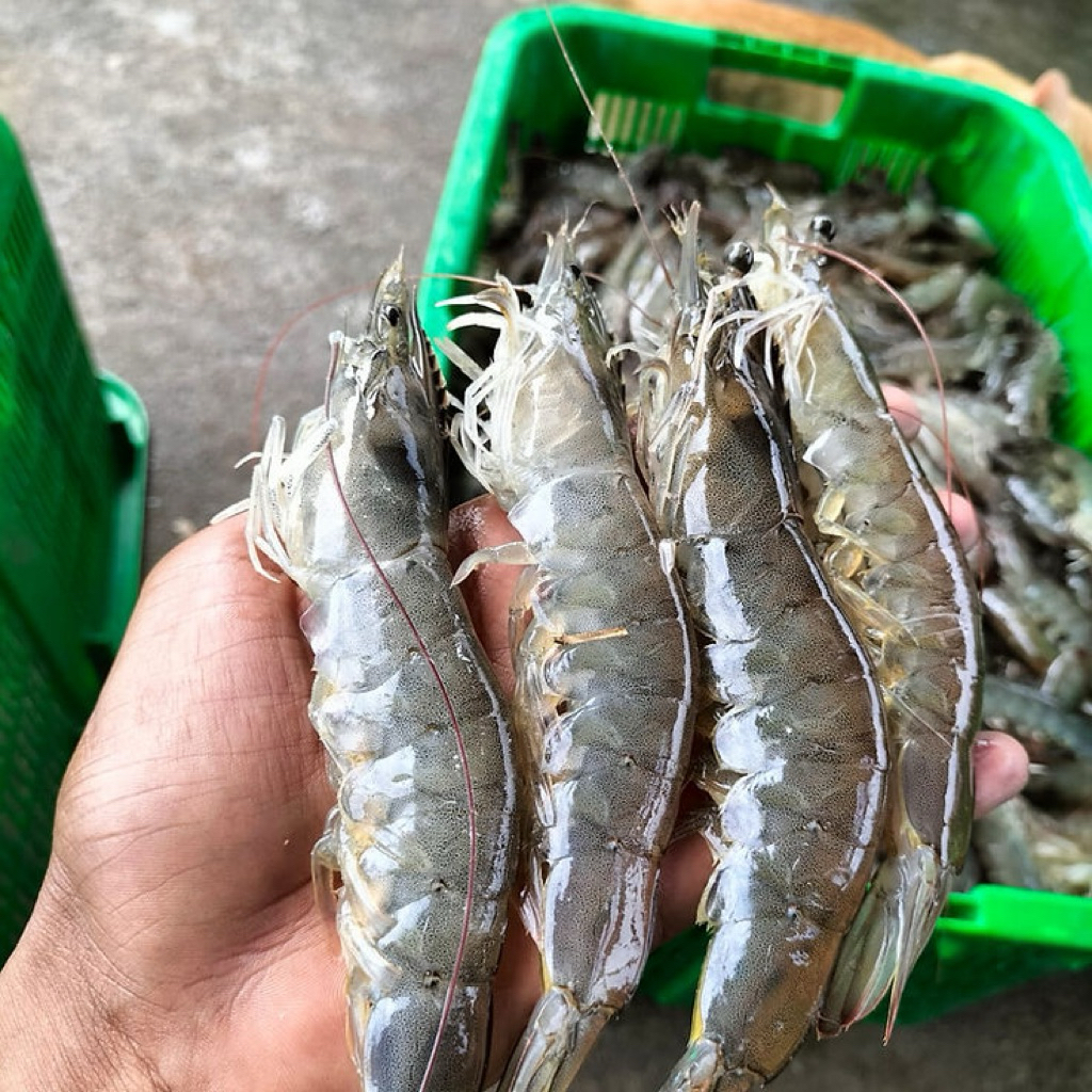 Udang Vaname Segar ( 250 Gram ) | Sayuran Fresh Bogor