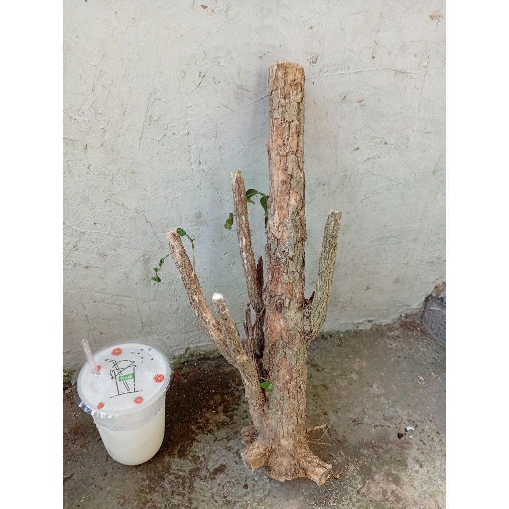 kemuning dongkelan akar batang kemuning lokal bahan bonsai