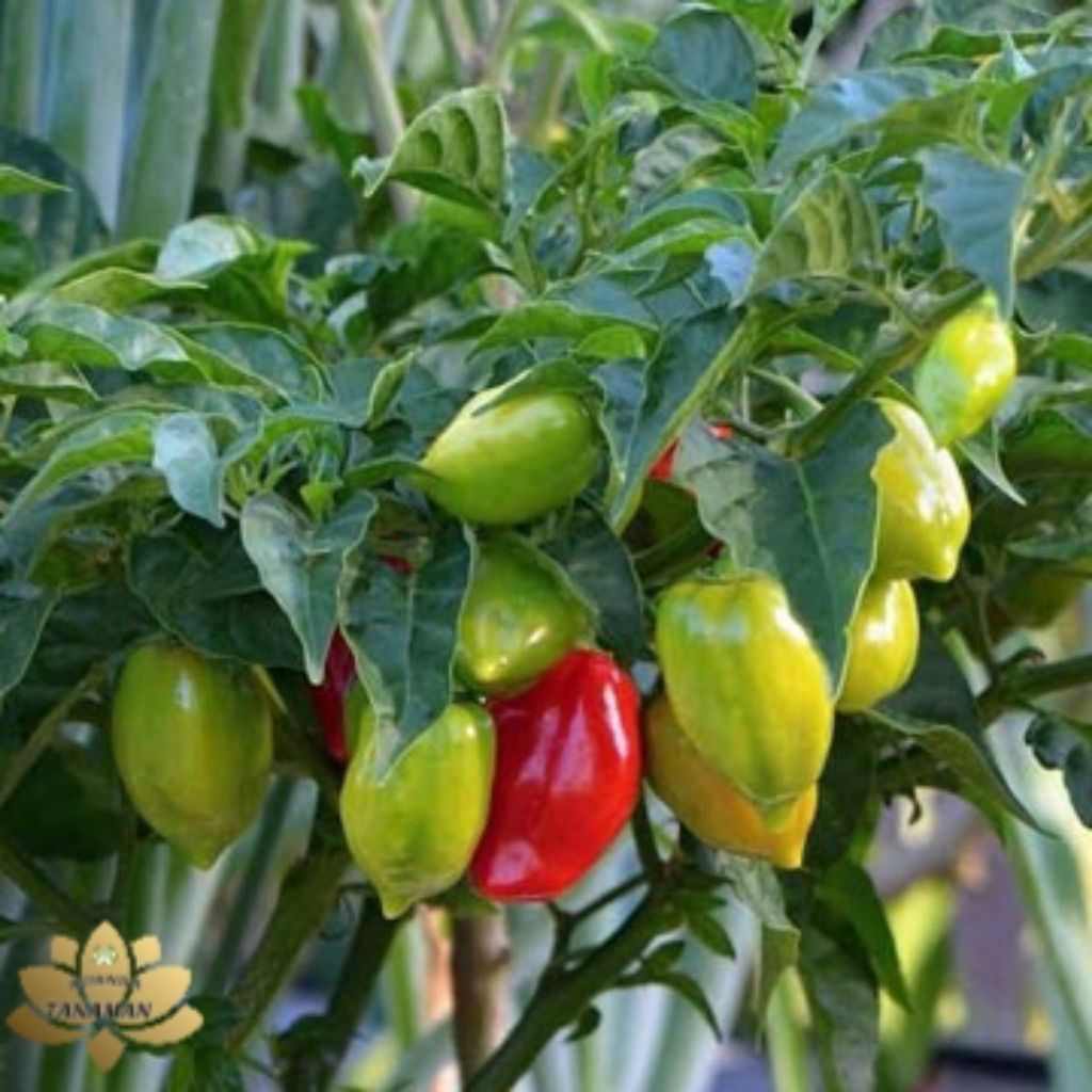 Paket 10 Tanaman Pohon Cabe Gendot Siap Berbuah/Pohon Buah Cabai Gendot Siap Berbuah