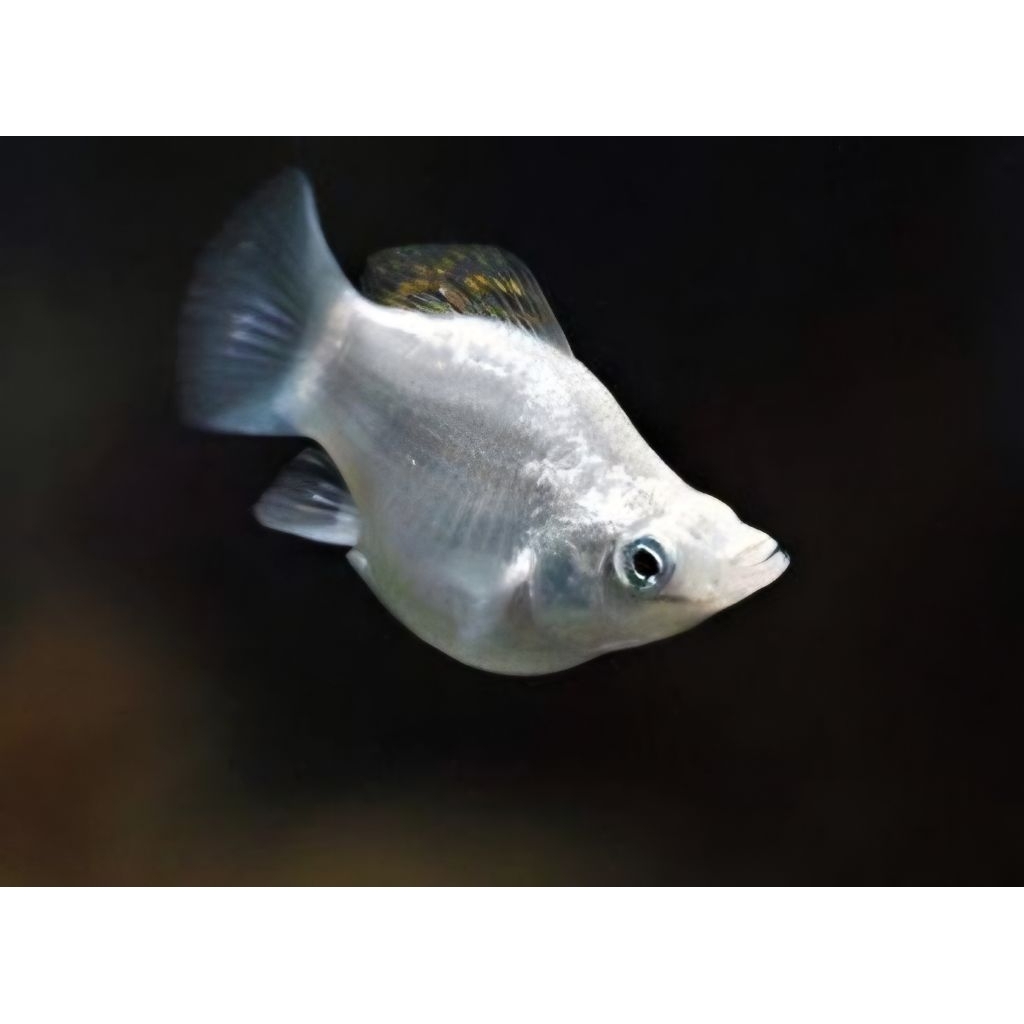 Molly platinum balon