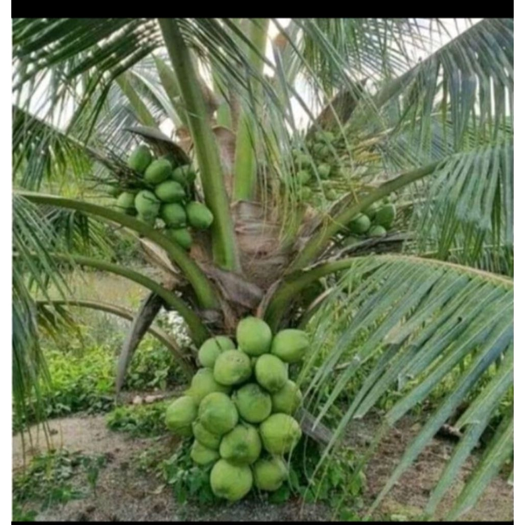 bibit kelapa hijau asli cepat berbuah
