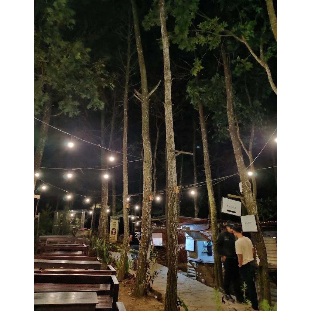 bibit pinus bagus buat pemandangan