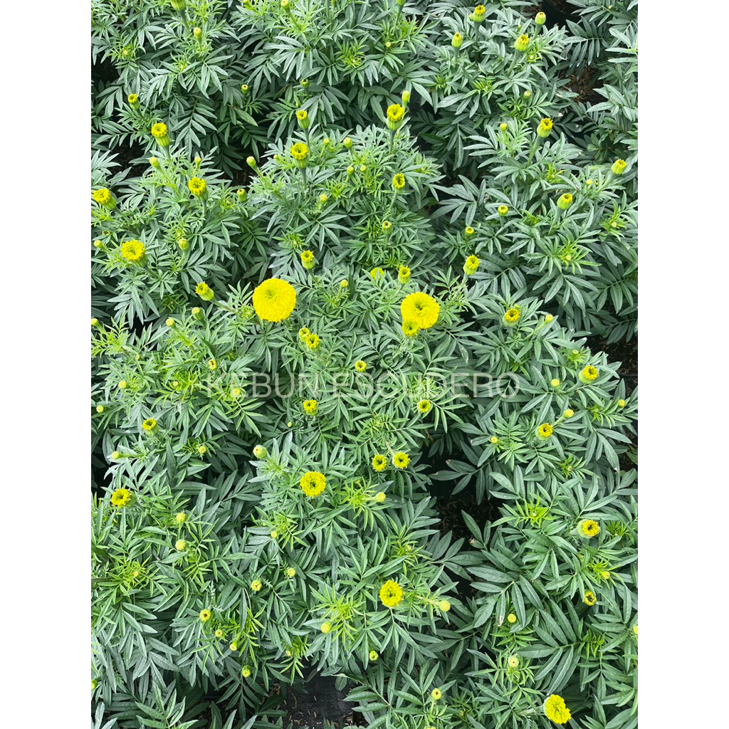 Tanaman Hias Marigold - Tanaman Bunga Marigold Berbunga Dikirim Sama Pot - Bunga Marigold Murah - Bu