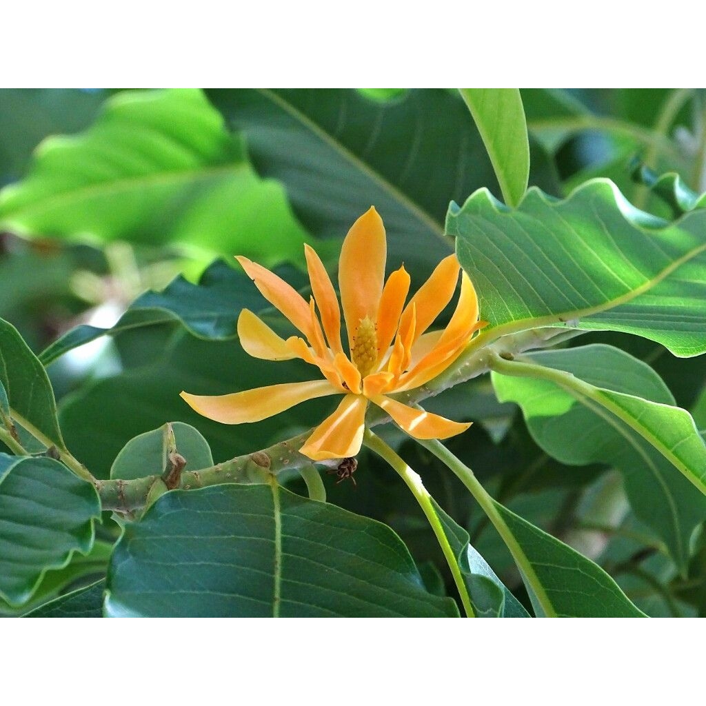 Kantil Bunga Kuning Wangi