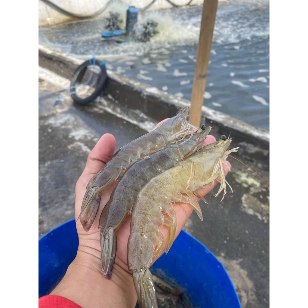 Udang Vaname Jumbo size 26-27 FRESH