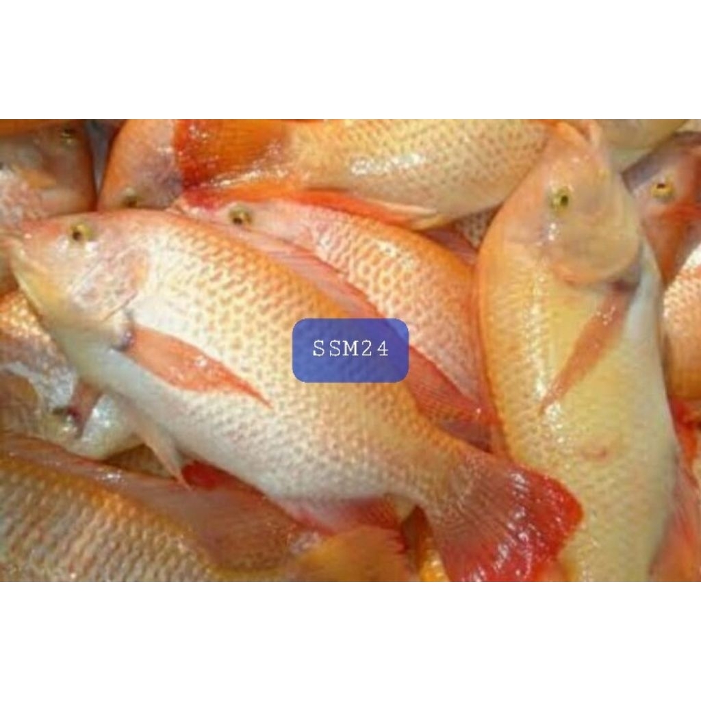 TERLARIS IKAN NILA MERAH KONSUMSI FRESH KHUSUS JABODETABEK