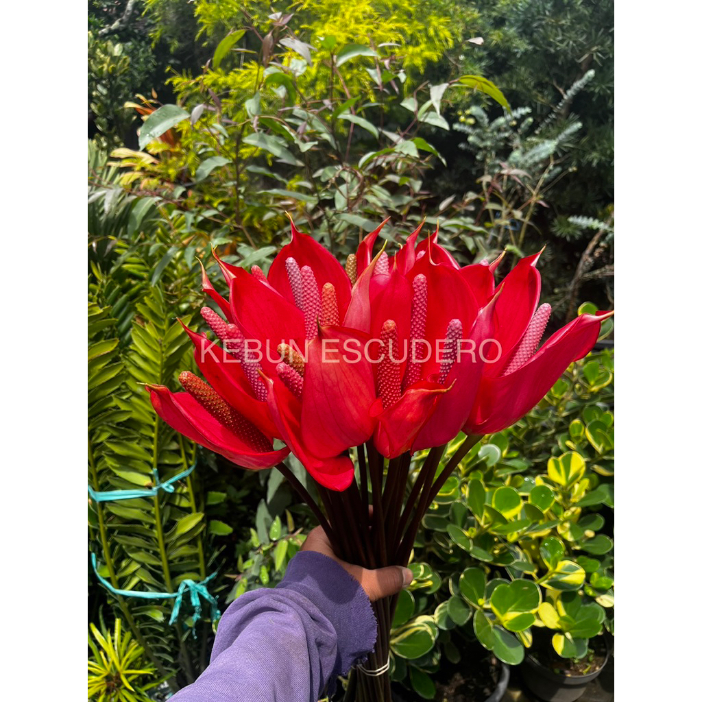 Bunga Potong Anthurium Merah segar - Bunga Potong Anthurium Merah Lokal - Anthurium Lokal Merah Muda