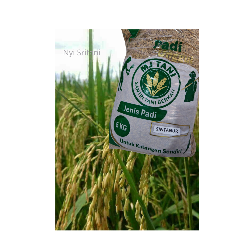 Benih bibit padi unggul Sintanur Kemasan 5 Kg original