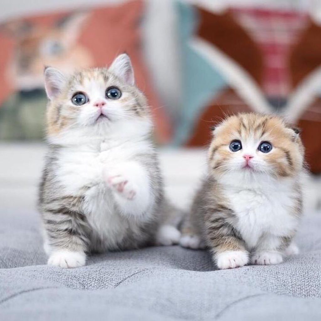 Kucing Munchkin - British Shorthair Scottish Fold Persia Peaknose Mainecoon