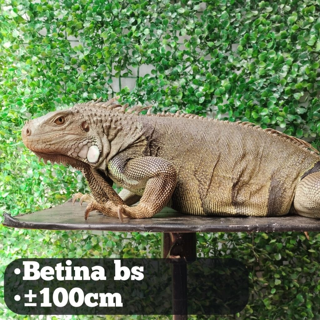 Iguana Green Colombia Ekor Tumpul bs