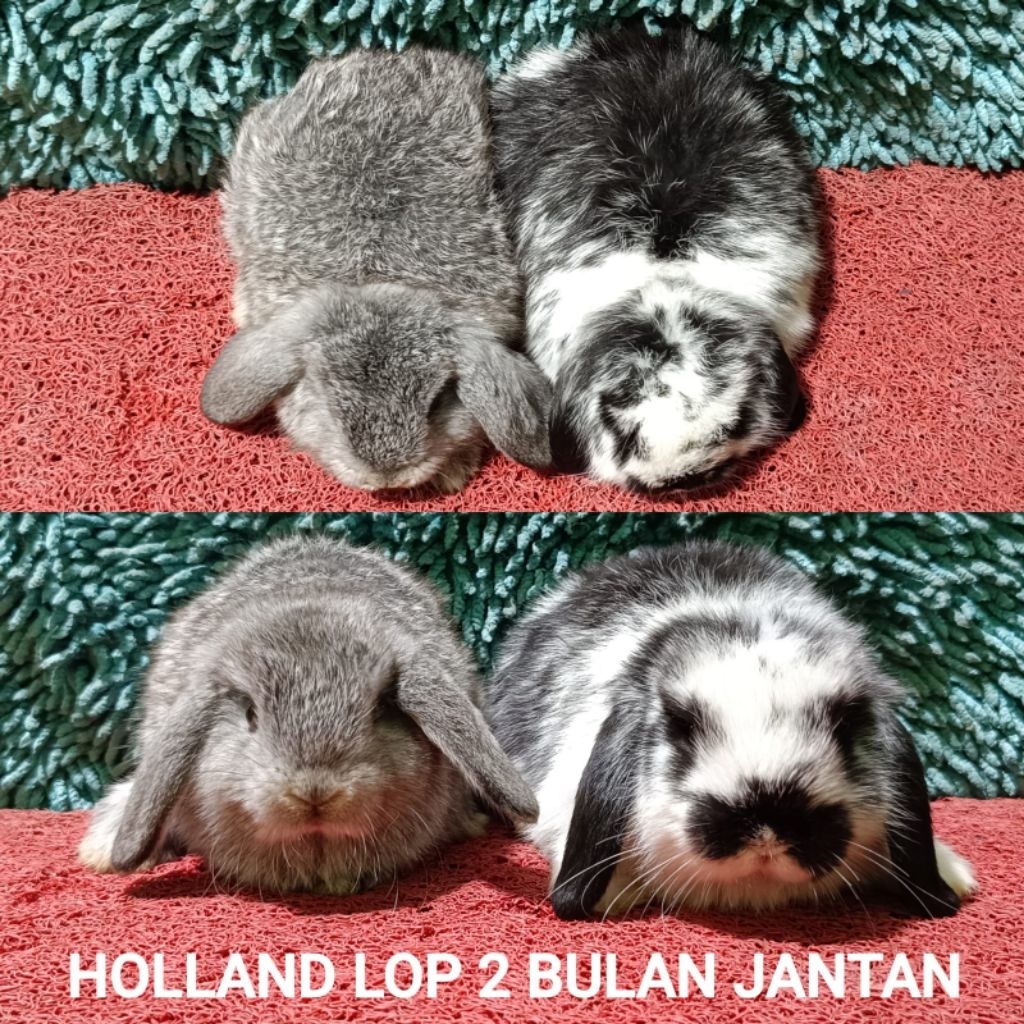 Anakan Kelinci Holland Lop usia 2 bulan