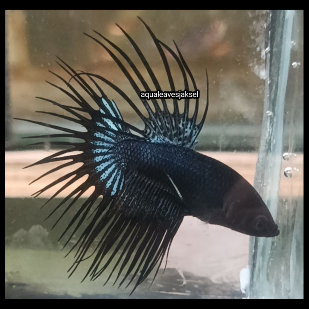 ikan cupang crowntail black orchid