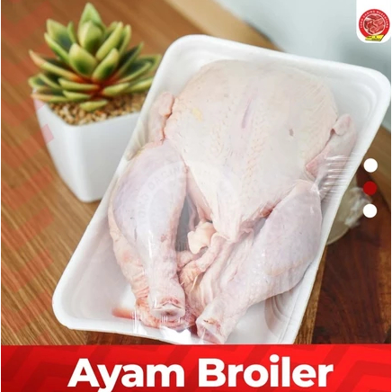 Ayam Broiler Fresh 1 Ekor